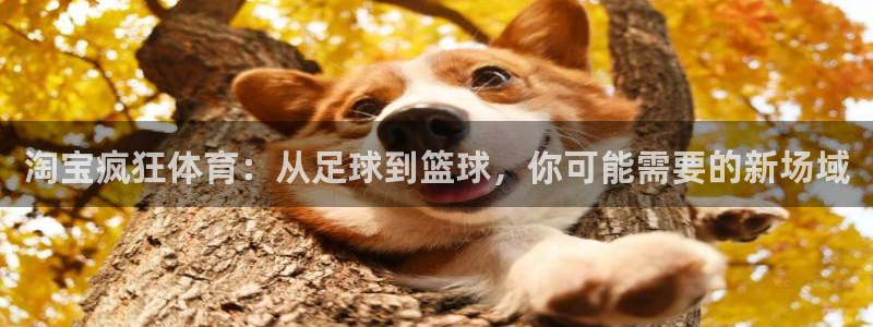 88体育合法吗：淘宝疯狂体育：从足球到篮球，你可能需要的新场域
